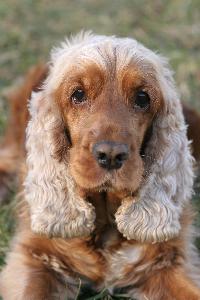 Ear Ablation in a Cocker Spaniel - Pets