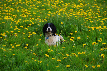 is corsican mint toxic to dogs