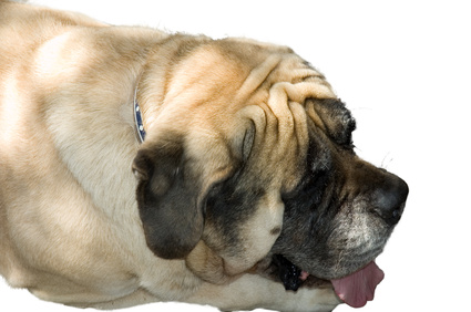 can dogs get uti symptoms of a urinary infection in a ehow uk can dogs get uti symptoms of a urinary infection in a ehow uk