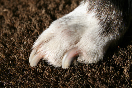 how do you trim severely overgrown dog nails