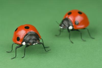 The Meanings of the Colors of Ladybugs | Animals - mom.me