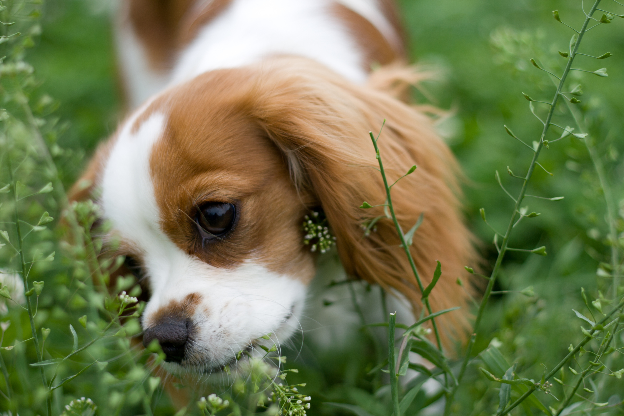 why do puppies eat their own why do dogs eat their own why do puppies eat their own why do dogs eat their own