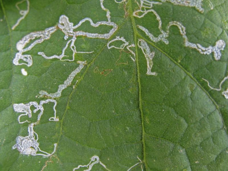 What Kind of Insect Leaves Trails on Leaves? Home Guides SF Gate