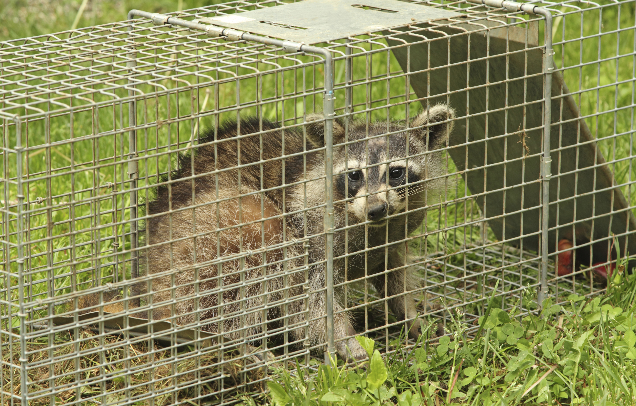 How to Become a Nuisance Wildlife Control Operator in Pennsylvania
