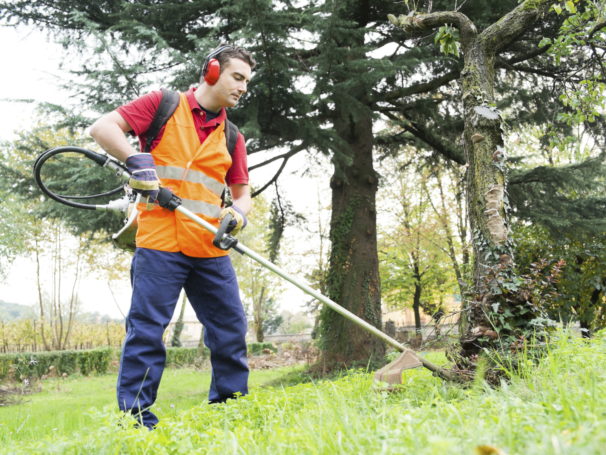 yard spray for mange