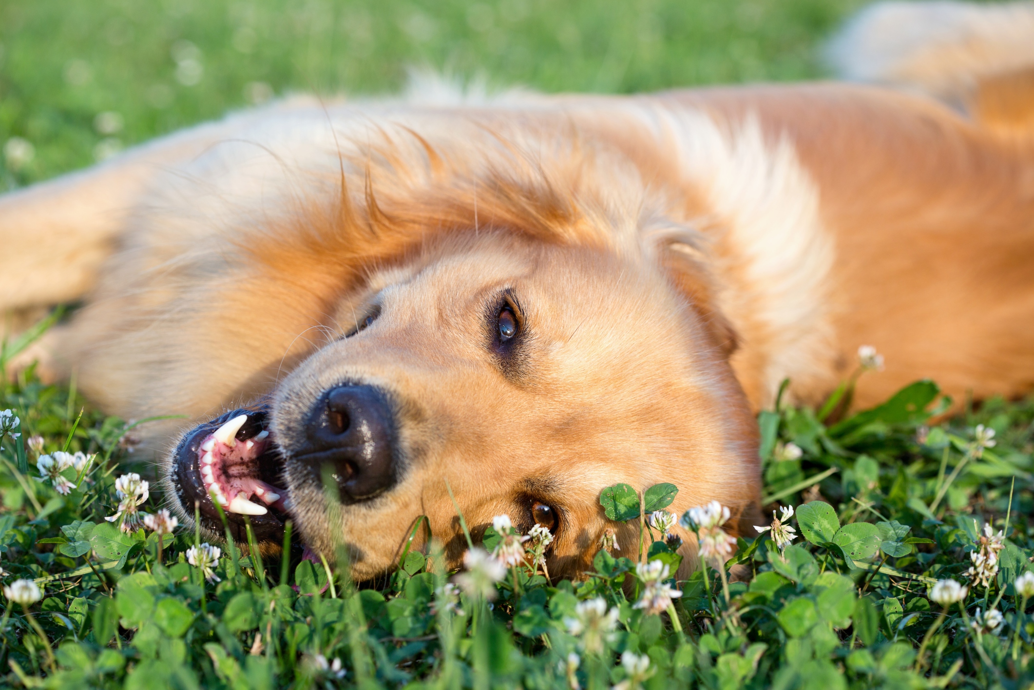 How Do I Know If My Dog Has Toothache