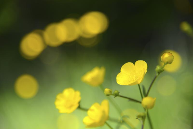 How Do I Get Rid Of Buttercups In My Pasture at Charles Uecker blog