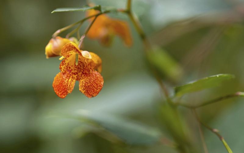 Is Jewelweed Edible? Home Guides SF Gate