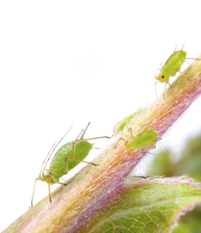 Can I Spray Peppermint Water to Kill Aphids on Plants? Home Guides