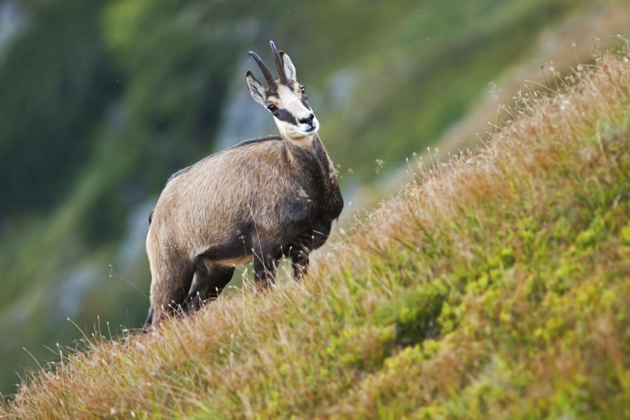 Adaptations of Plants &amp; Animals to Mountains Sciencing