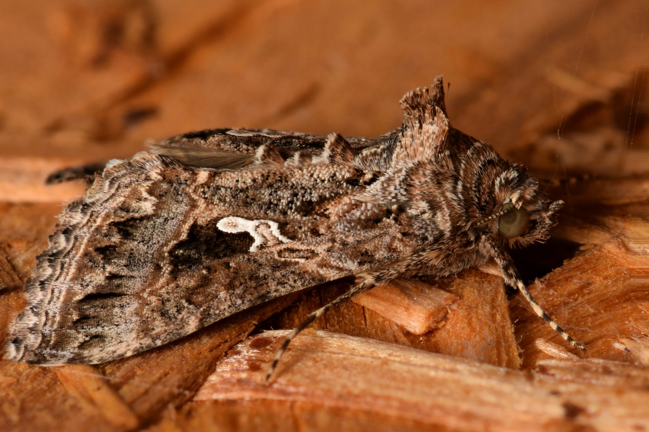 Moth Allergy Healthfully