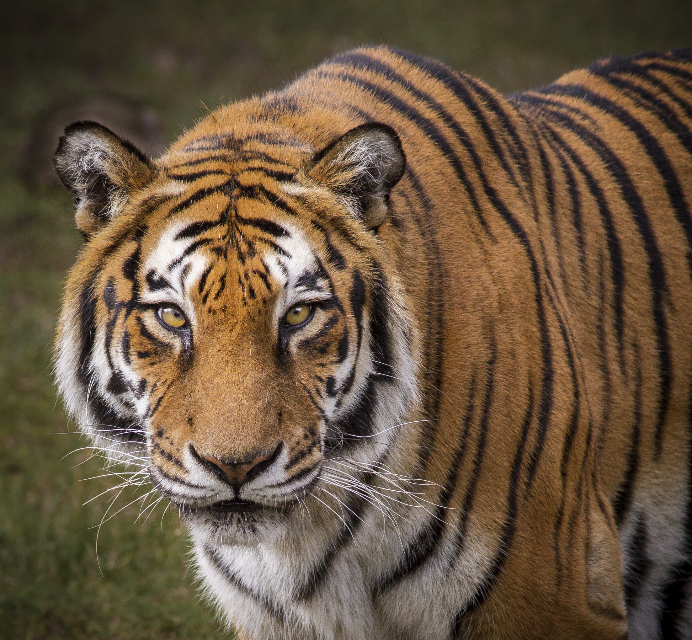 What Are Some Adaptations Of A Tiger Animals Mom me