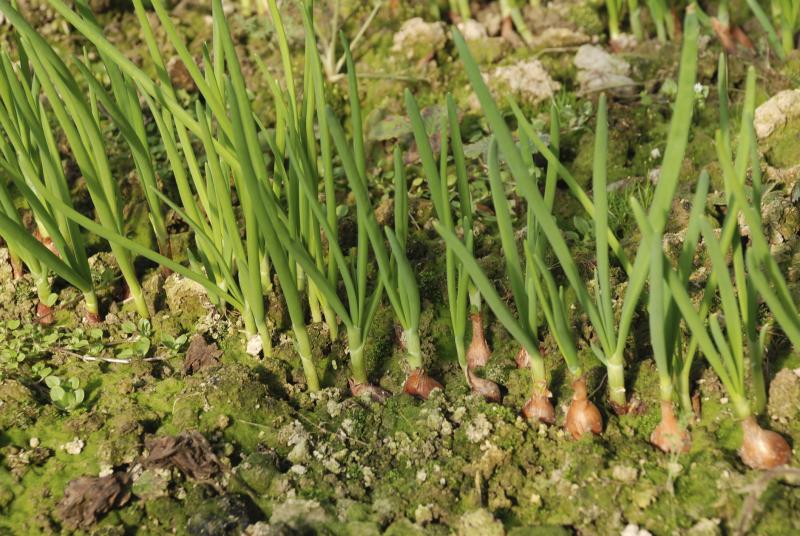 Signs of Overwatered Onions Home Guides SF Gate