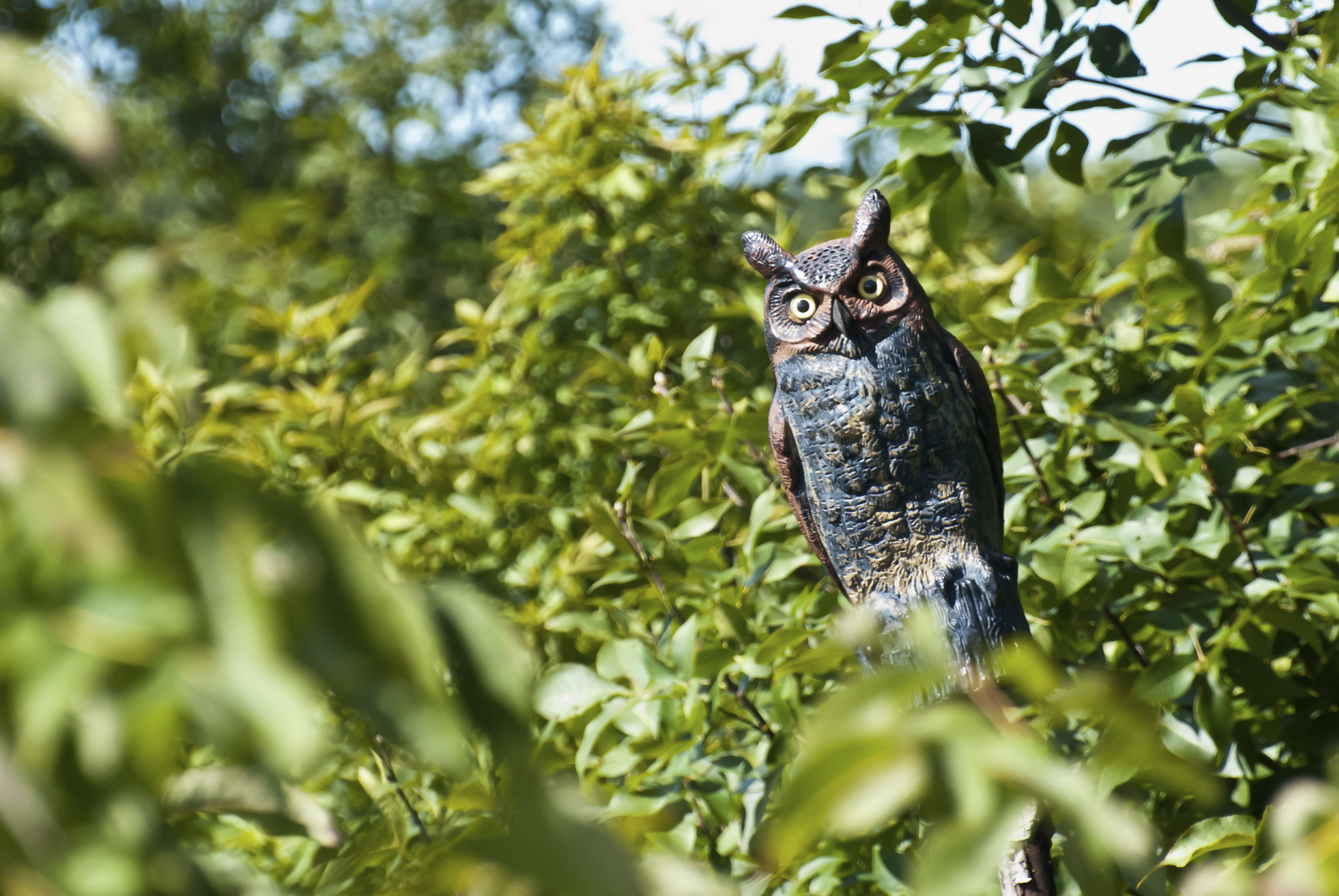 How Does a Fake Owl Work to Scare Birds Away? Sciencing