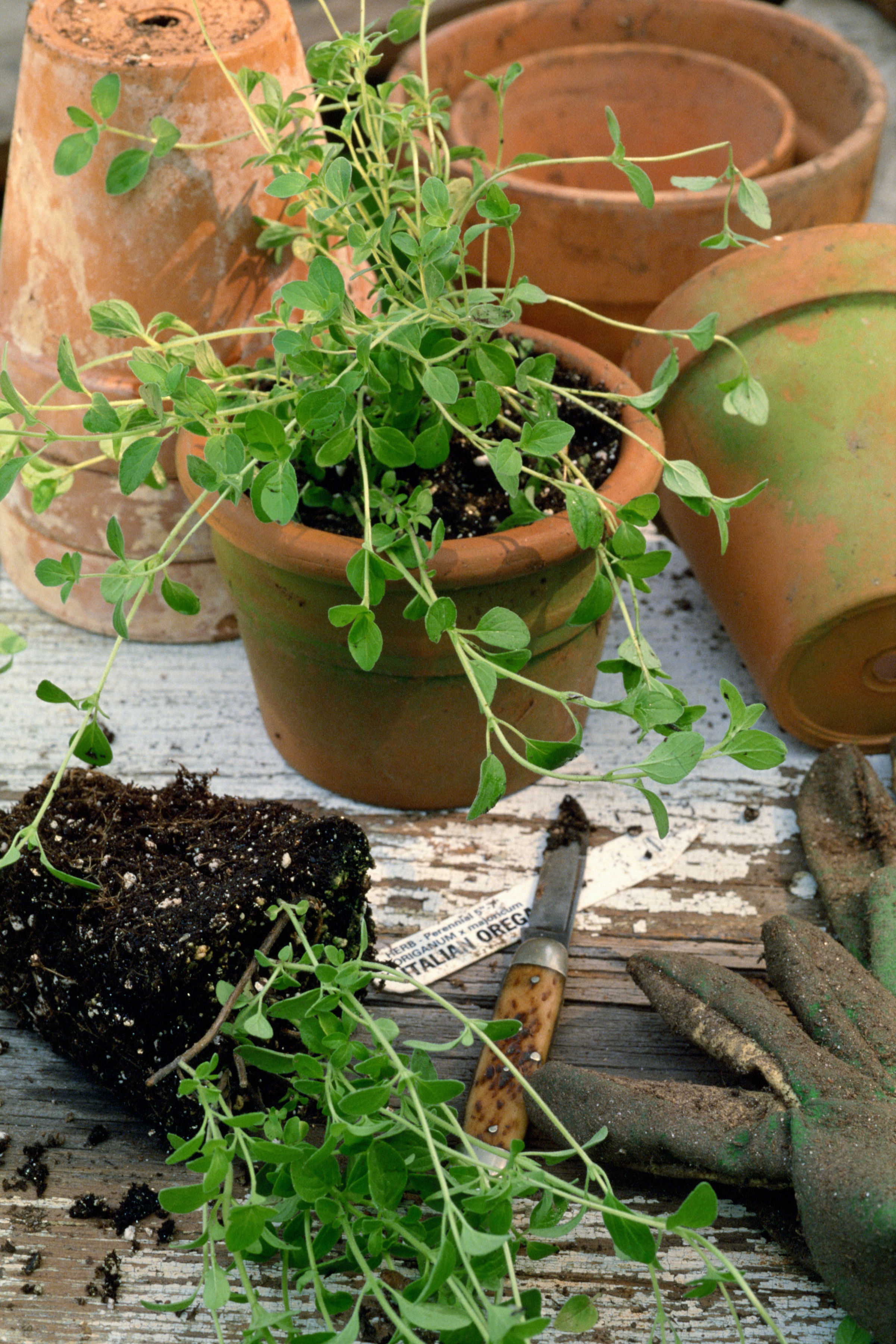 The Best Ways to Take Care of a Potted Herb Garden The Best Ways to Take Care of a Potted Herb Garden Home Guides