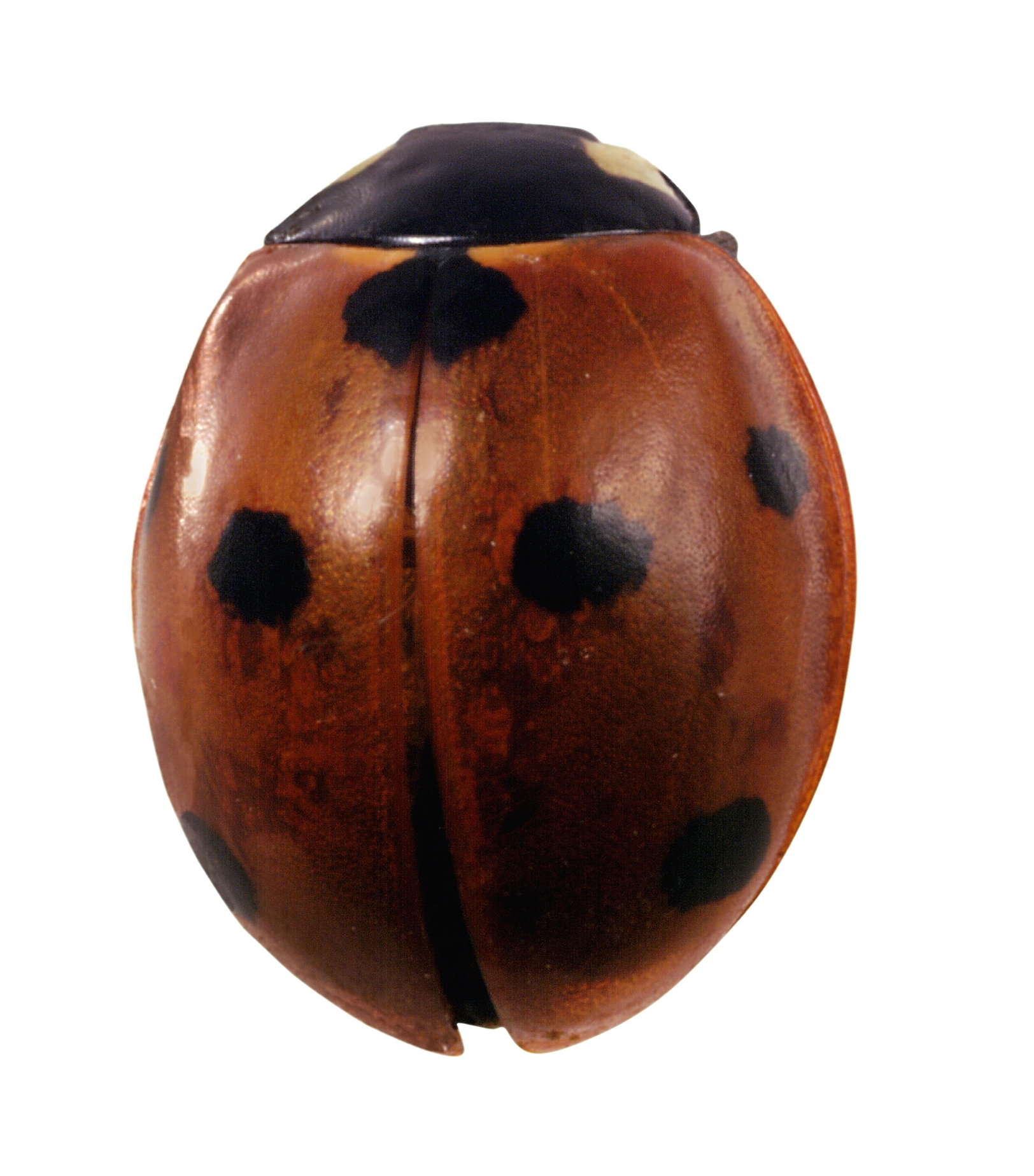 Brown Ladybugs