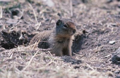 Singles in gopher or
