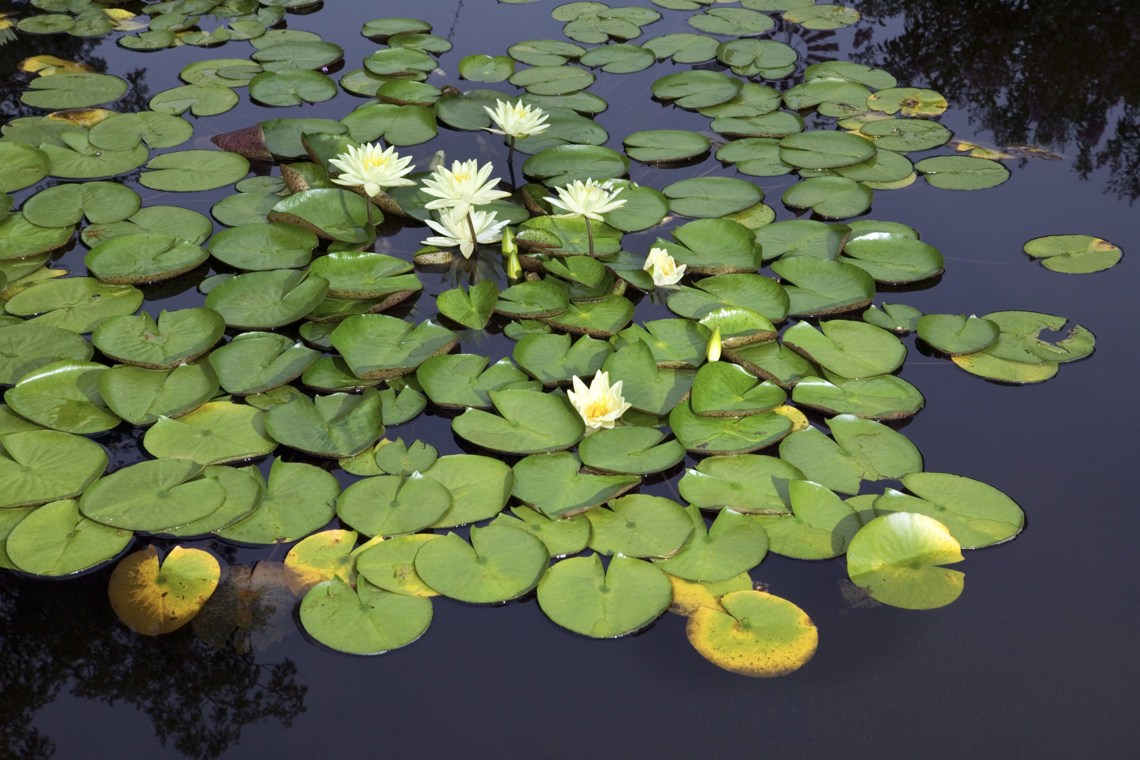 water lily leaf cross section