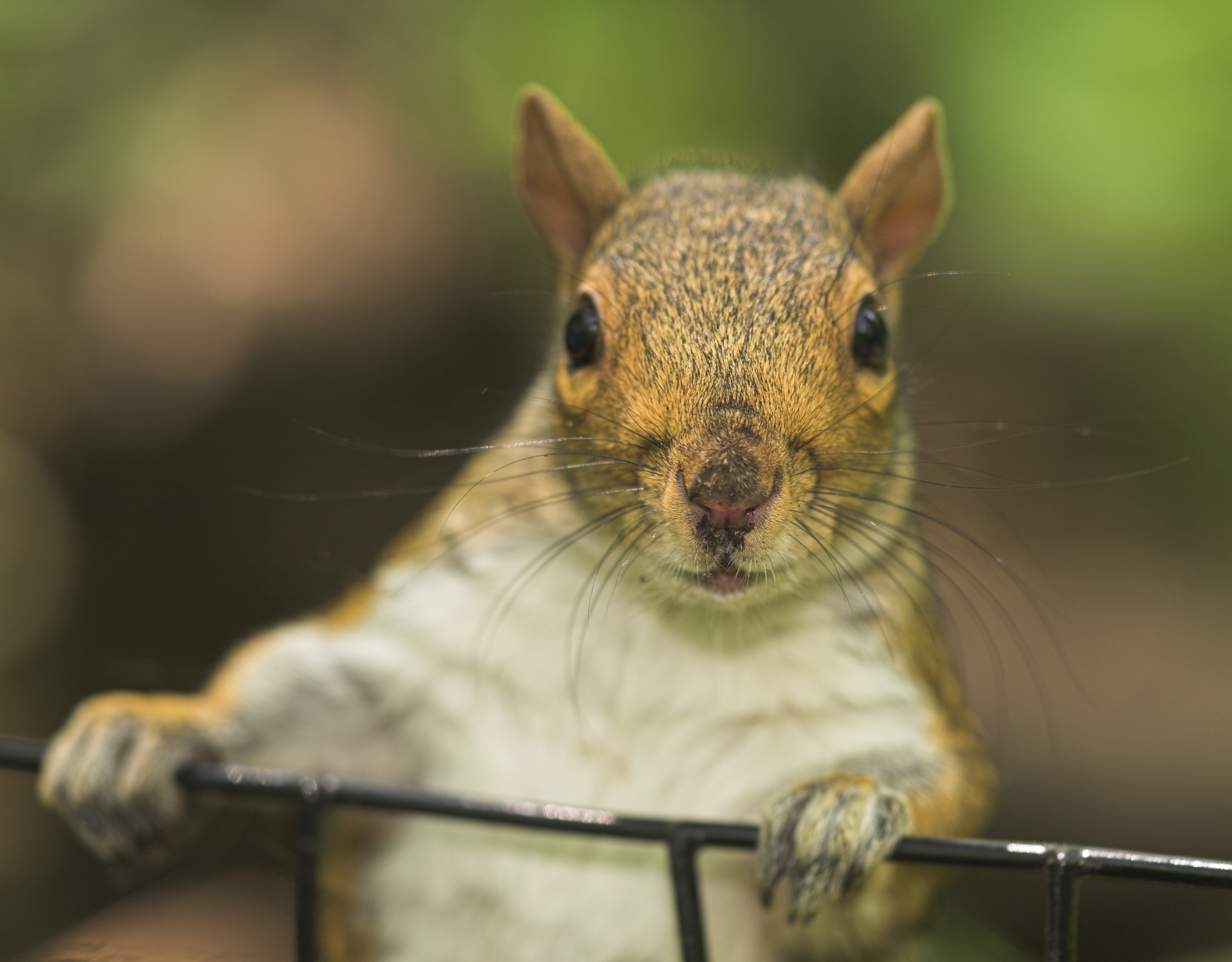 The Way To Keep Squirrels From Chewing My Wood Deck