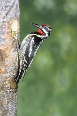 how to keep woodpeckers from ringing my trees home how to keep woodpeckers from ringing my trees home