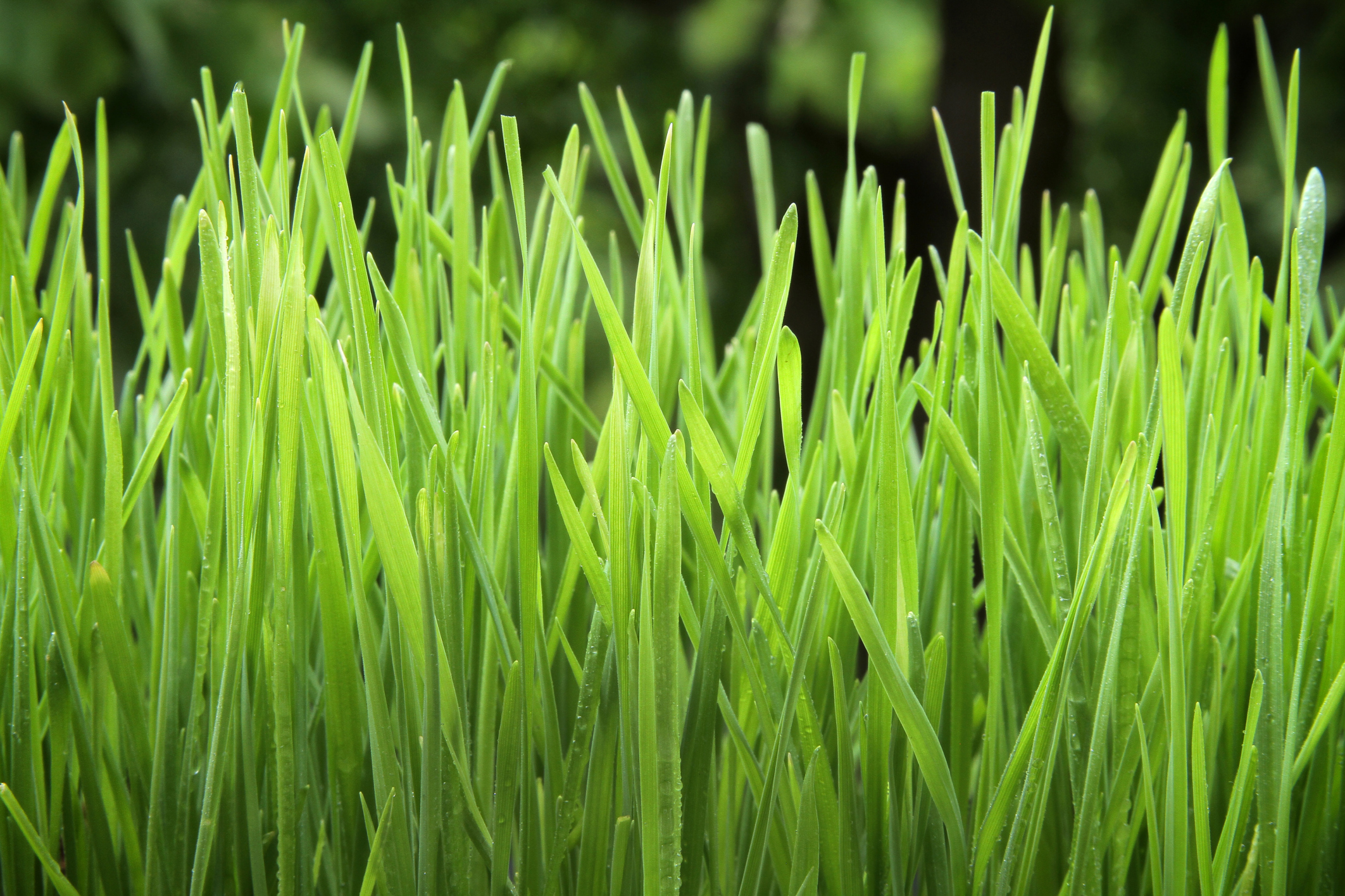 Benefits of Chlorophyll as a Dietary Supplement Healthfully