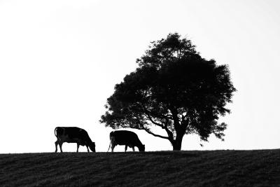 The Difference Between Black Angus & Chianina Cows | eHow UK