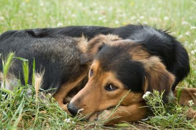 why does my dog scratch before lying down