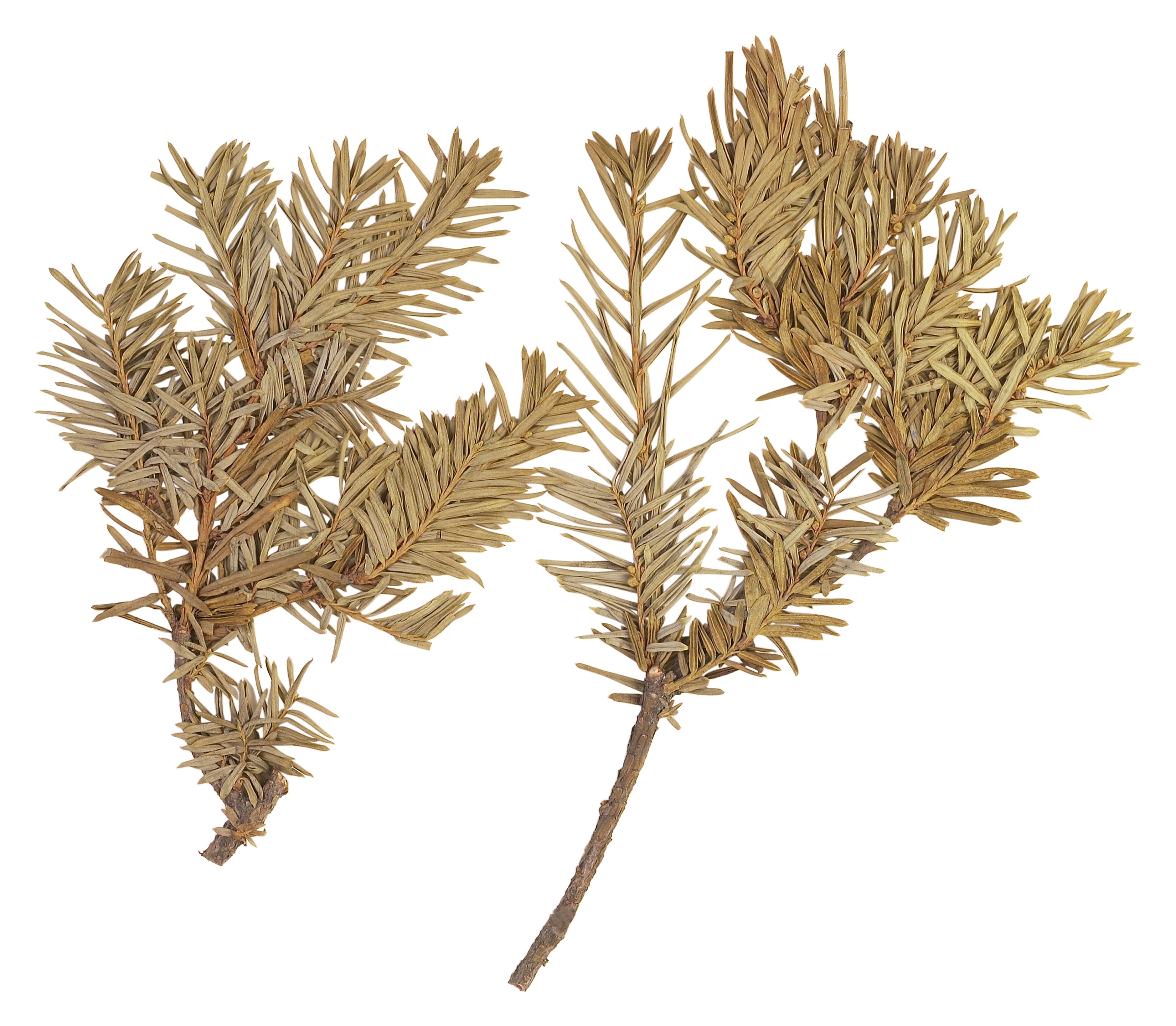 Why a Leyland Cypress Tree Is Turning Brown Home Guides SF Gate