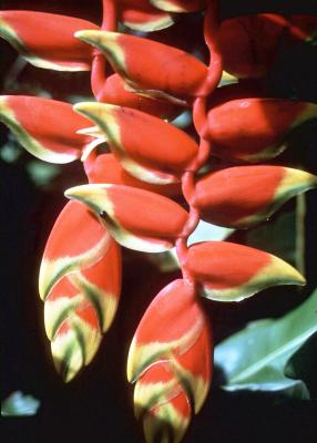 Alternatives to a Bird of Paradise | Home Guides | SF Gate