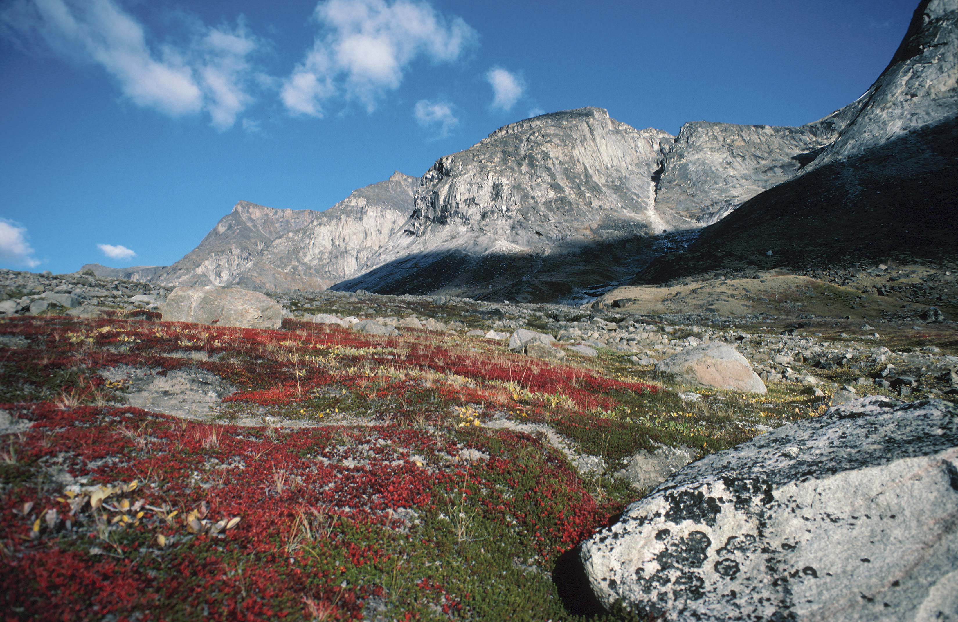 alpine tundra animal life