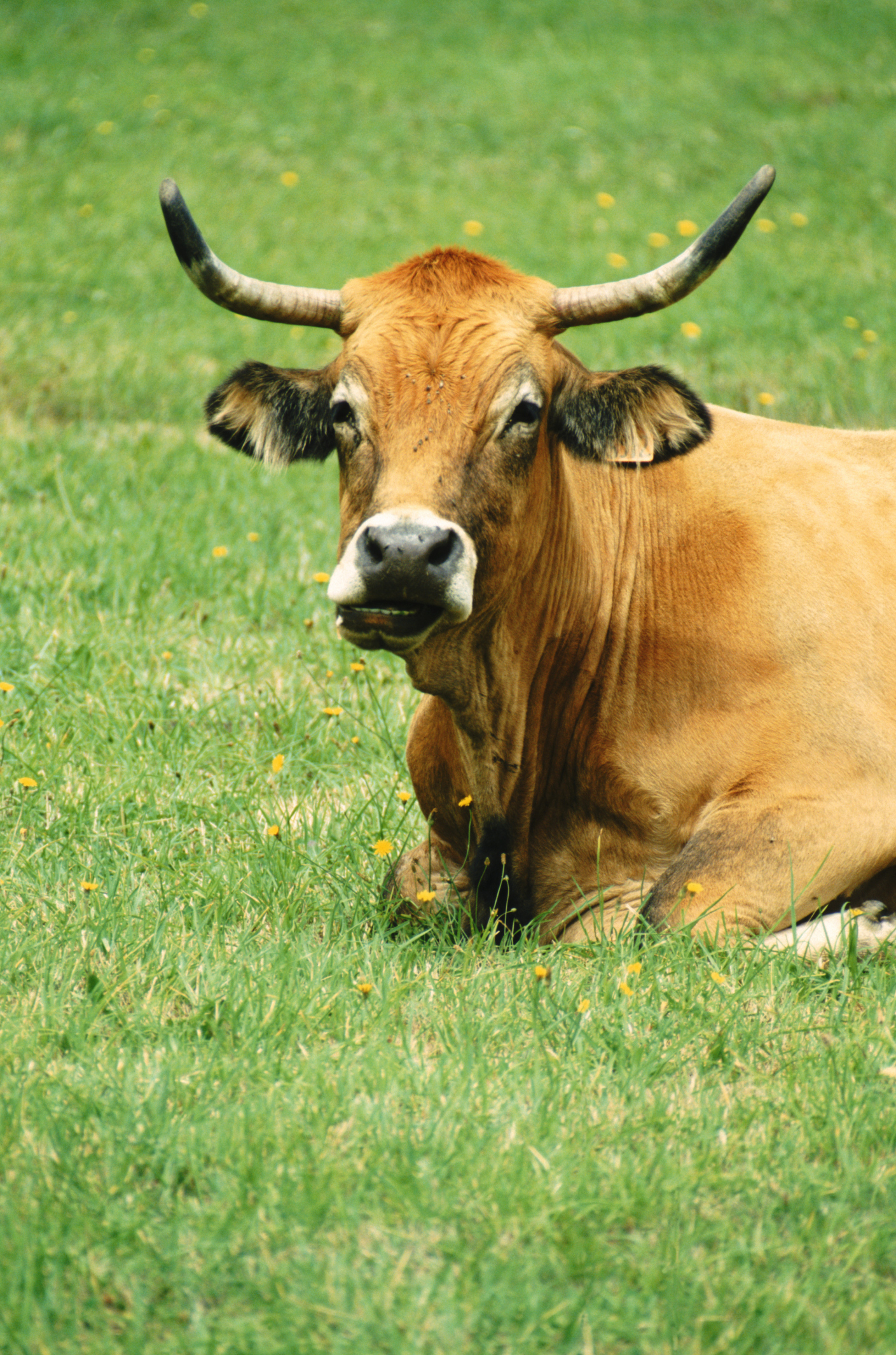 The Best Ways To Feed Minerals To Cattle