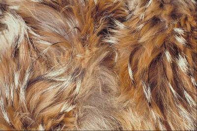 cellulitis in dogs cellulitis in canines care the daily puppy cellulitis in dogs cellulitis in canines care the daily puppy