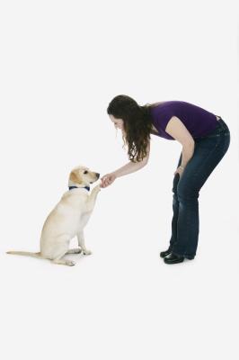 how do dogs communicate how do dogs communicate by using their paws care the daily puppy how do dogs communicate how do dogs communicate by using their paws care the daily puppy