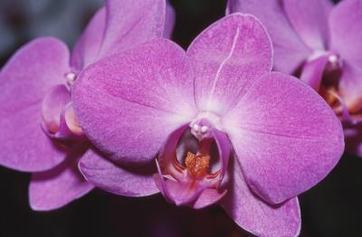 i cannot get my moth orchid to bloom after the flowers fell off home guides sf gate i cannot get my moth orchid to bloom after the flowers fell off home guides sf gate