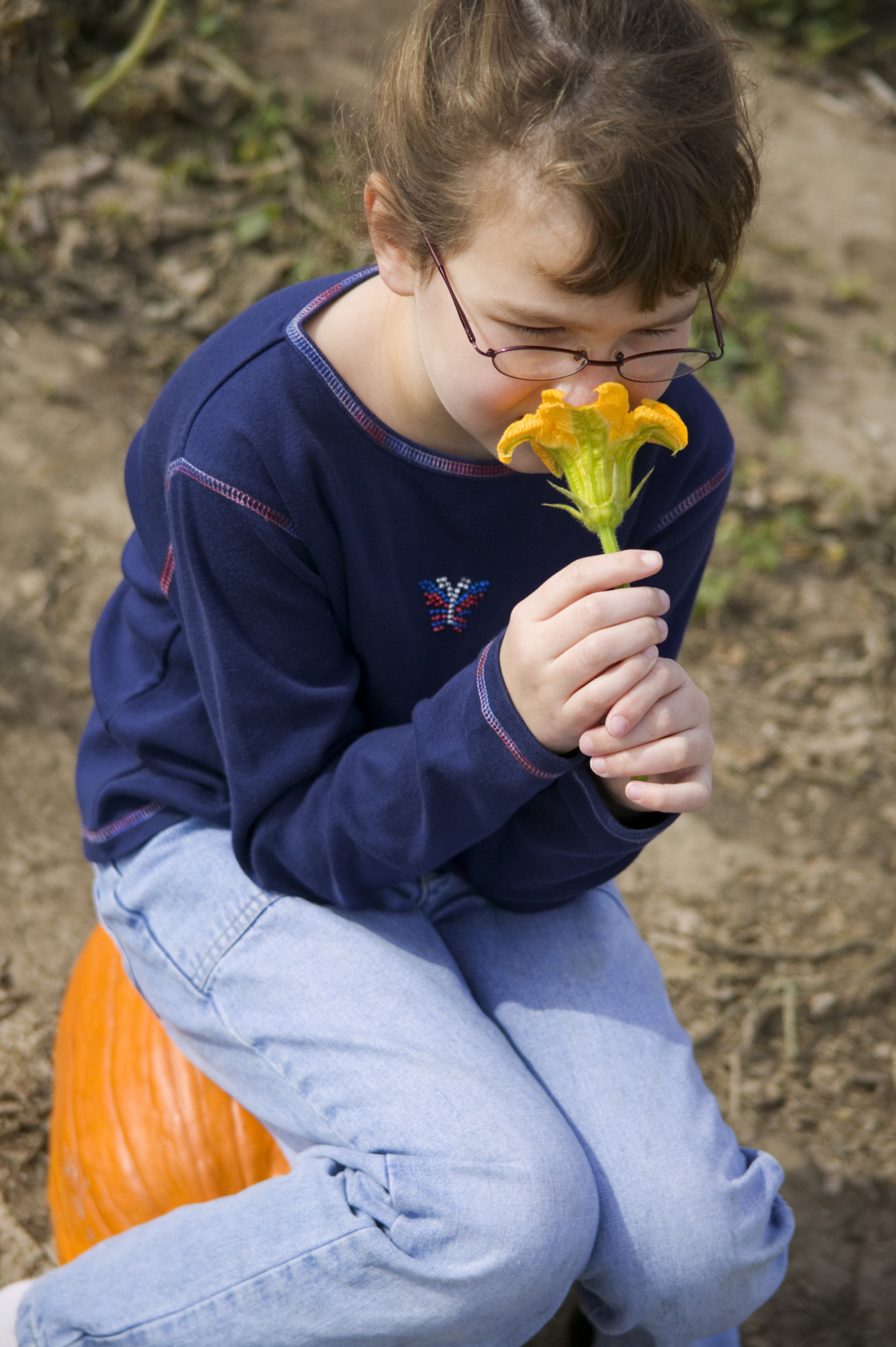 The Hidden Life Of Female Pumpkin Flowers: A Detailed Look - 65dv51e