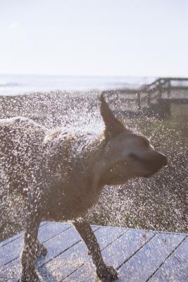 why do dogs themselves why do dogs shake themselves care the daily puppy why do dogs themselves why do dogs shake themselves care the daily puppy
