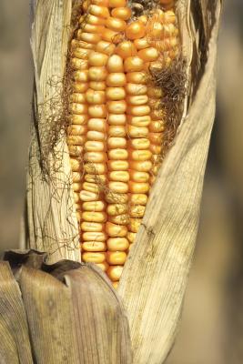 Corn Plants Turning Yellow | Home Guides | SF Gate