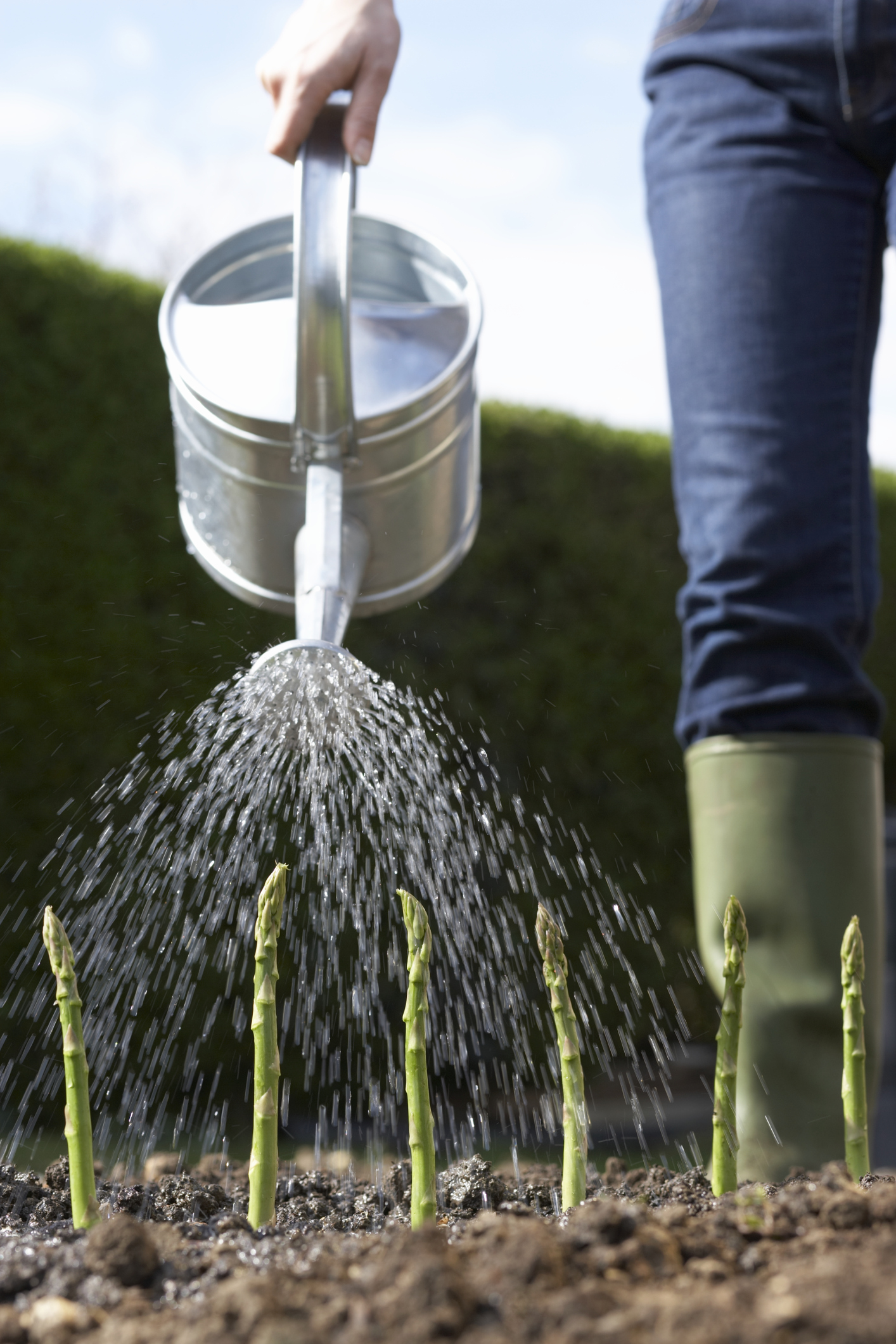 Can I Use Salt to Fertilize Asparagus? Garden Guides