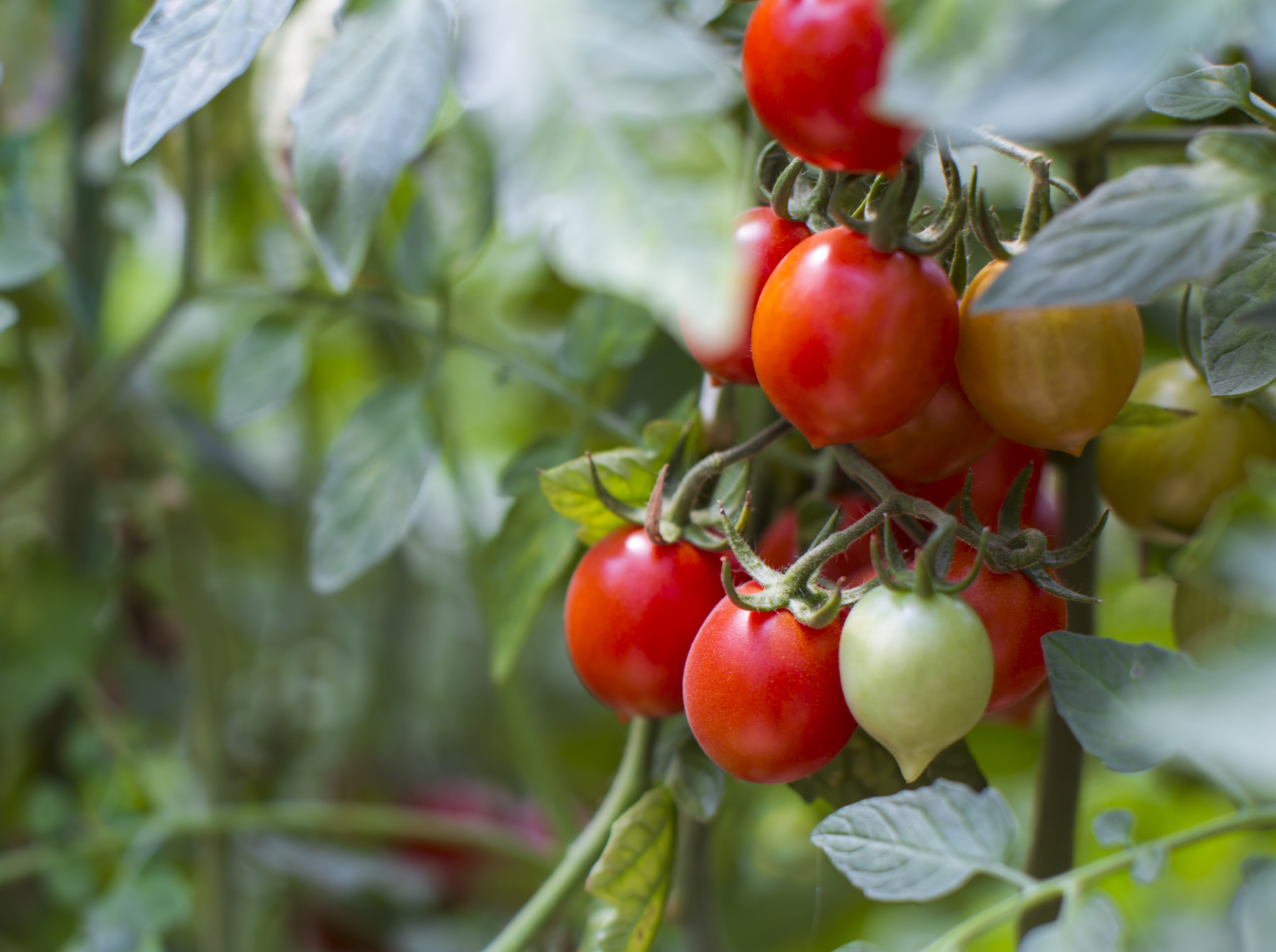 The Effects Of Zinc On Plants Healthfully