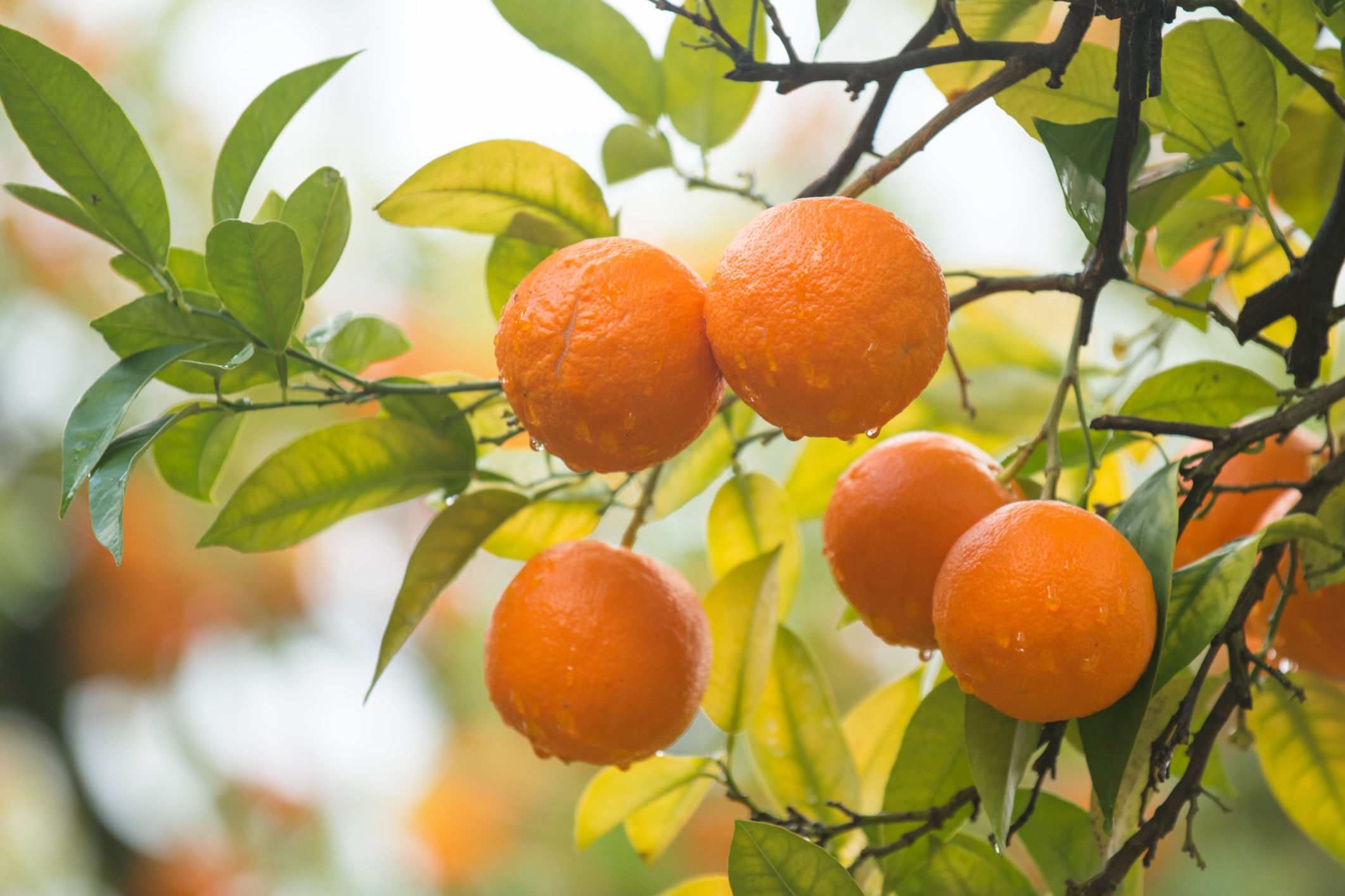 Tangerines As a Diet Healthfully