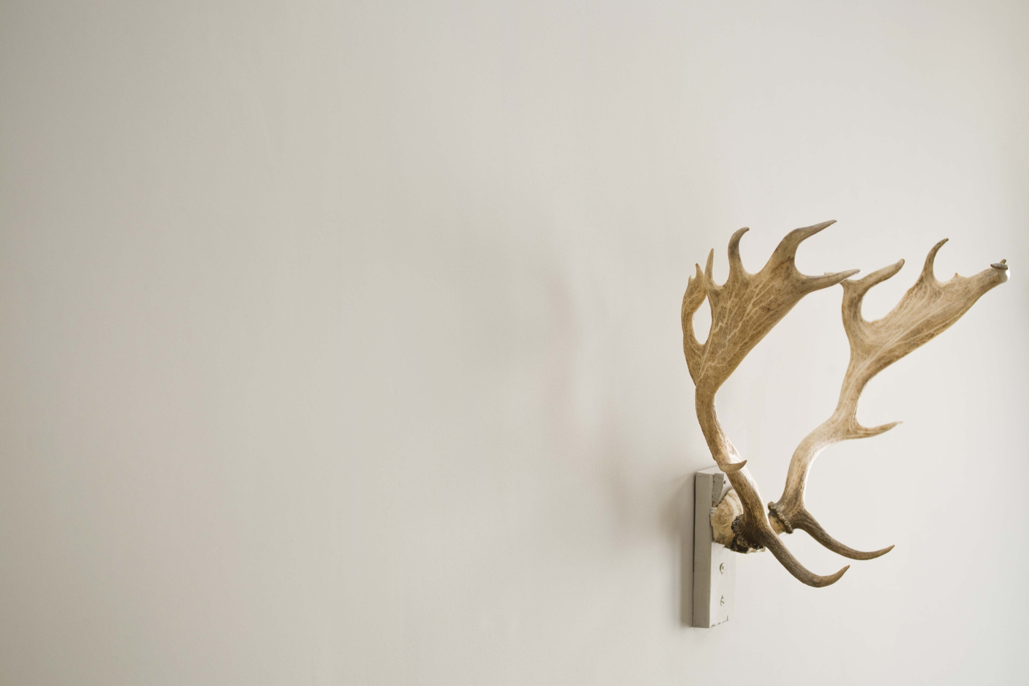 Paper Mache Deer Head Template