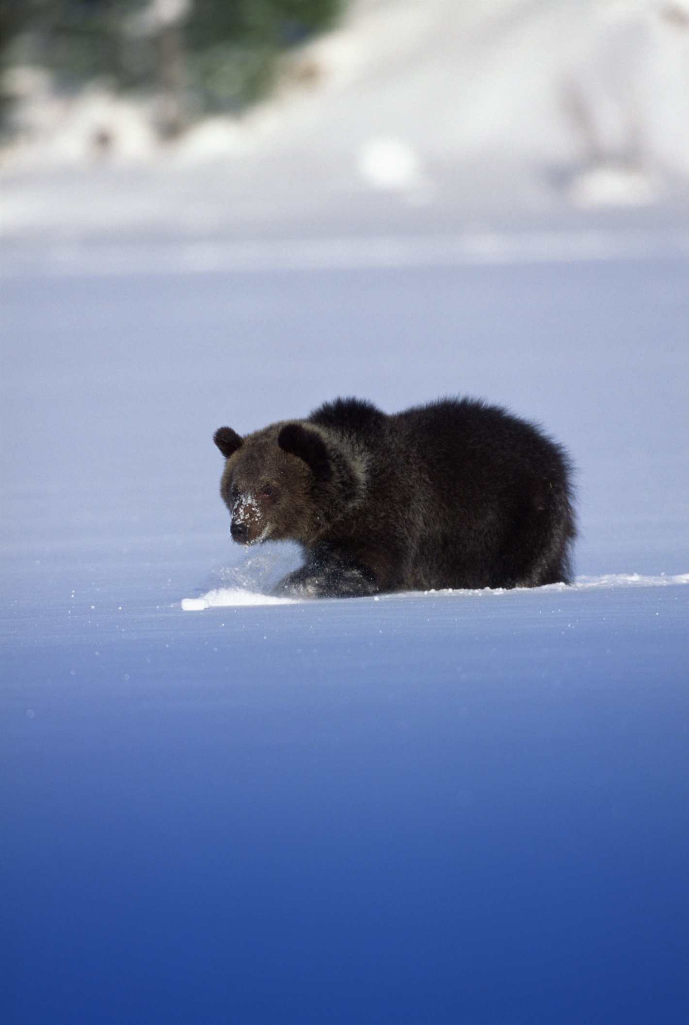Lesson Plans on Bears for Activities on Science for Preschoolers | Synonym