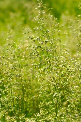 Black Plastic Vs. Clear Plastic for Killing Weeds | Home Guides | SF Gate
