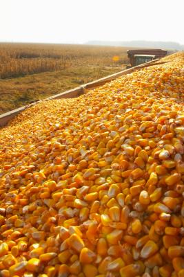 food without corn is there a food without corn meal care daily puppy food without corn is there a food without corn meal care daily puppy