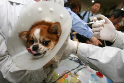 Can You Get A Dog Chipped Twice Can You Get A Dog Chipped Twice