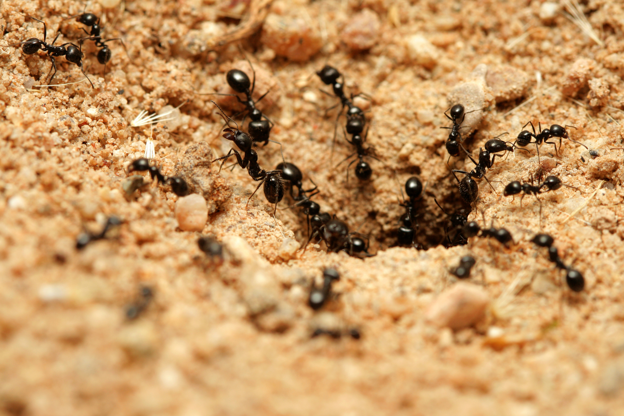 Honeypot Ants' Honey Can Kill Pathogenic Bacteria But Leave Others