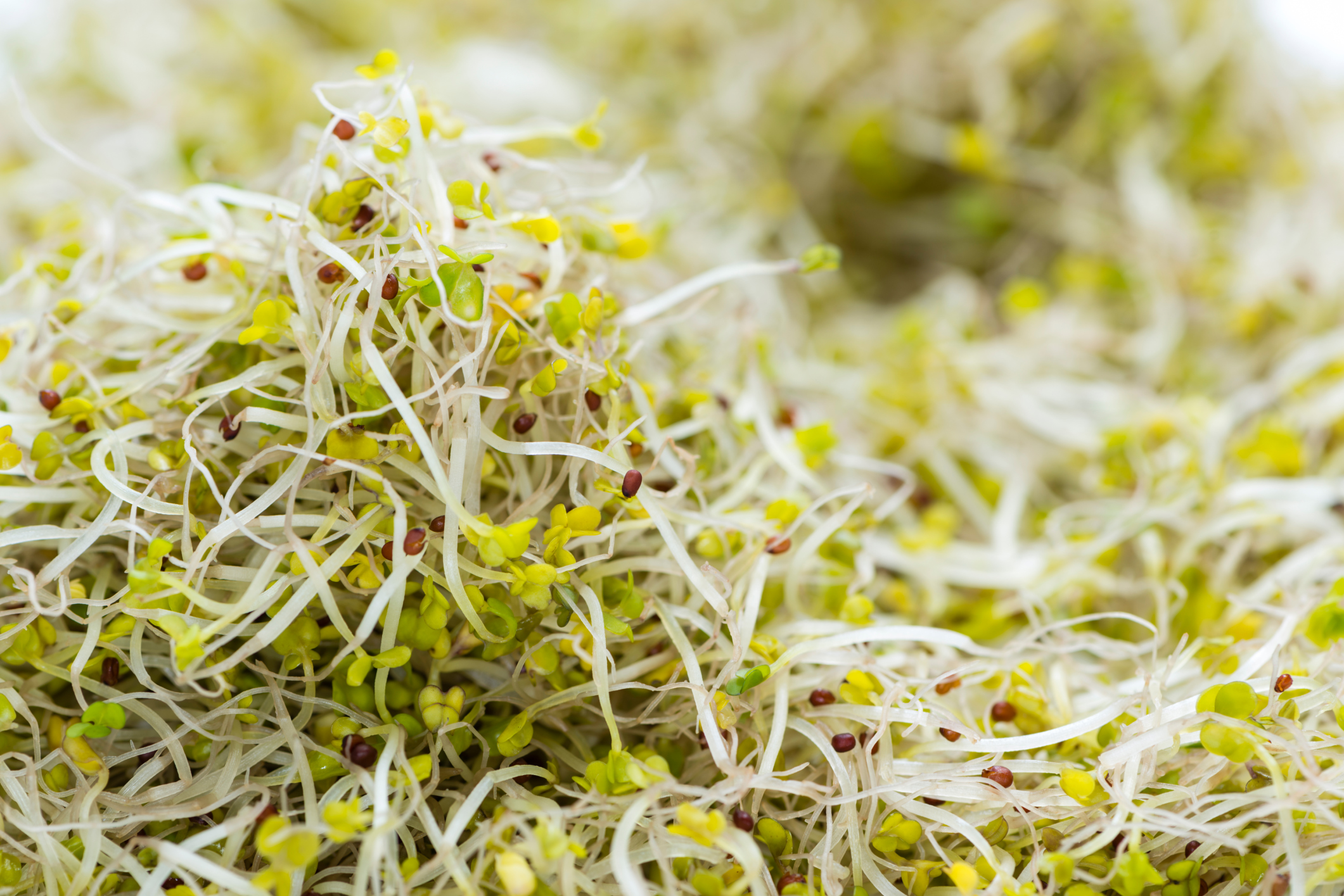Side Effects of Broccoli Sprouts Healthfully
