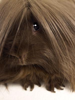 A Guinea Pig Is Losing Hair and Small White Bugs Are in the Cage