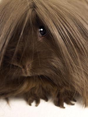 guinea pig lice treatment