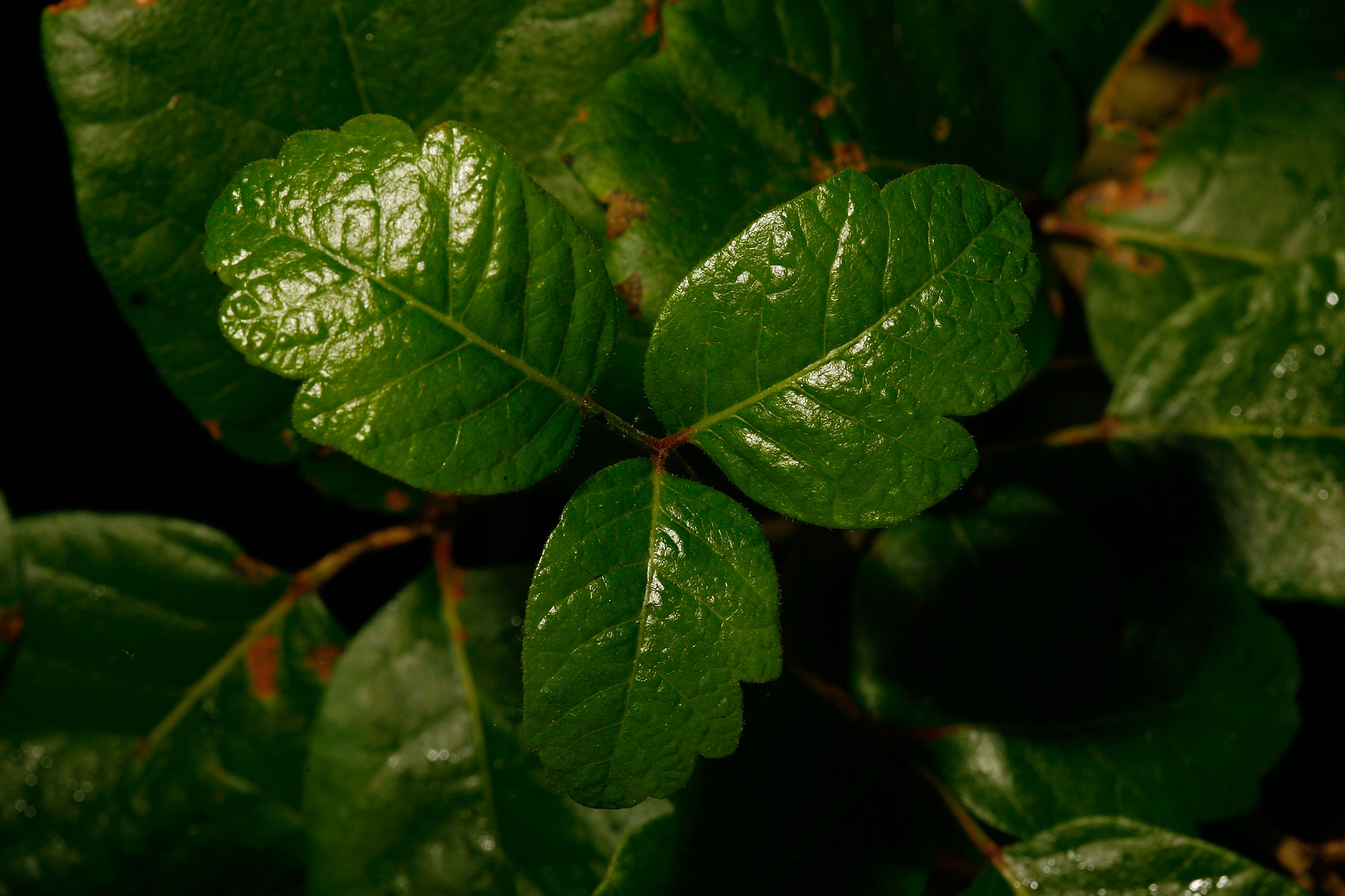 What Are the Treatments for Poison Oak in Eyes? Healthfully